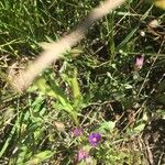 Legousia hybrida Flower