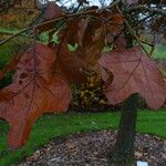 Quercus marilandica Hoja