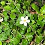 Bacopa repens Flower