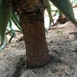 Aloe spicata 樹皮