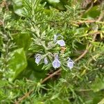 Salvia jordanii অভ্যাস