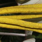 Cecropia insignis Corteza