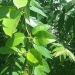 Paederia foetida Blatt