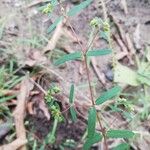 Euphorbia hyssopifolia Kukka