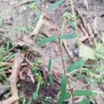 Euphorbia hyssopifolia फूल