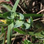 Blackstonia perfoliata पत्ता