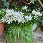 Zephyranthes candida Leaf