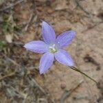 Wahlenbergia stricta Blüte