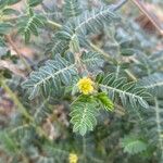 Tribulus terrestrisKvet