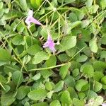 Ruellia ciliatiflora Kwiat