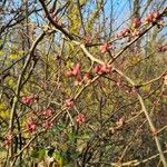 Ilex decidua Blomma