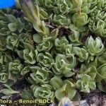 Gentiana terglouensis Hábitos