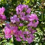 Lagerstroemia speciosa Blüte