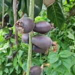 Barringtonia edulis Fruit