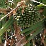 Pandanus utilis फल