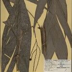 Geonoma leptospadix Fruto
