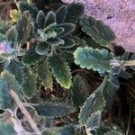 Teucrium chamaedrys List