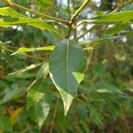 Populus balsamiferaЛіст