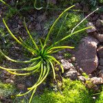 Isoetes durieui Habit