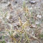 Carex arenaria Blomma