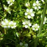 Sagina saginoides Flower