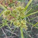 Cyperus eragrostisBlüte