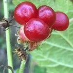 Rubus saxatilis 果實