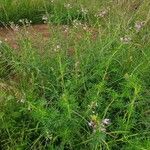 Cleome allamanii 整株植物