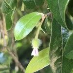 Diospyros whyteana 花