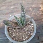 Gasteria disticha Leaf