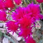 Lampranthus spectabilisFlower