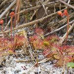 Drosera brevifolia Агульны выгляд