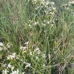 Turraea mombassana Συνήθη χαρακτηριστικά
