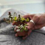 Crassula capitellaFlower