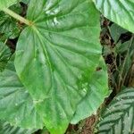 Begonia glabra Blatt