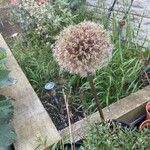 Allium giganteumFlower