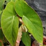 Begonia coccinea 叶