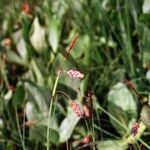 Carex limosa Drugo