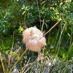 Eriophorum virginicum Fruto