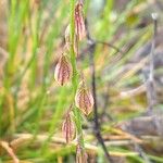 Polygala monspeliaca 果