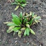 Isatis tinctoria Plante entière