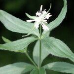 Asperula taurina Lehti