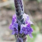 Lavandula multifidaFlower