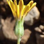 Scorzonera humilis Flor