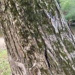 Acer glabrum 樹皮