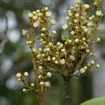 Molinaea alternifolia Blomst