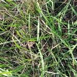 Carex sempervirens Likasa