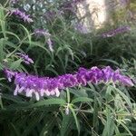 Salvia leucanthaFlower