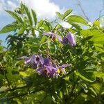 Solanum seaforthianum Кветка
