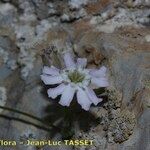 Silene borderei Flower